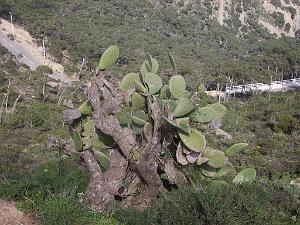 ORAN SANTA CRUZ (129)